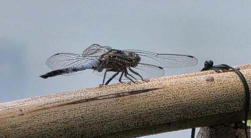 Orthetrum cancellatum